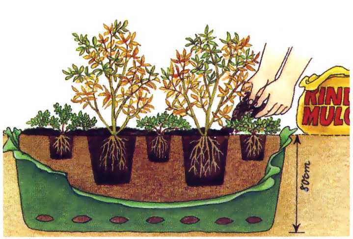 Голубика Голдтраубе 71: описание высокорослого кустарника. Как правильно посадить и выращивать садовую голубику. Особенности размножения.