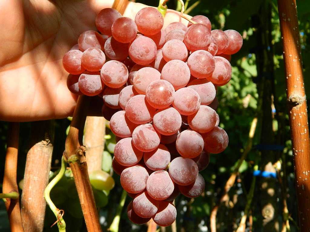 Характеристика сортов винограда сидлис американской селекции - агро журнал dachnye-fei.ru