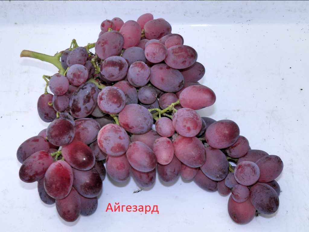 Сорт винограда атаман: что нужно знать о нем, описание сорта, отзывы