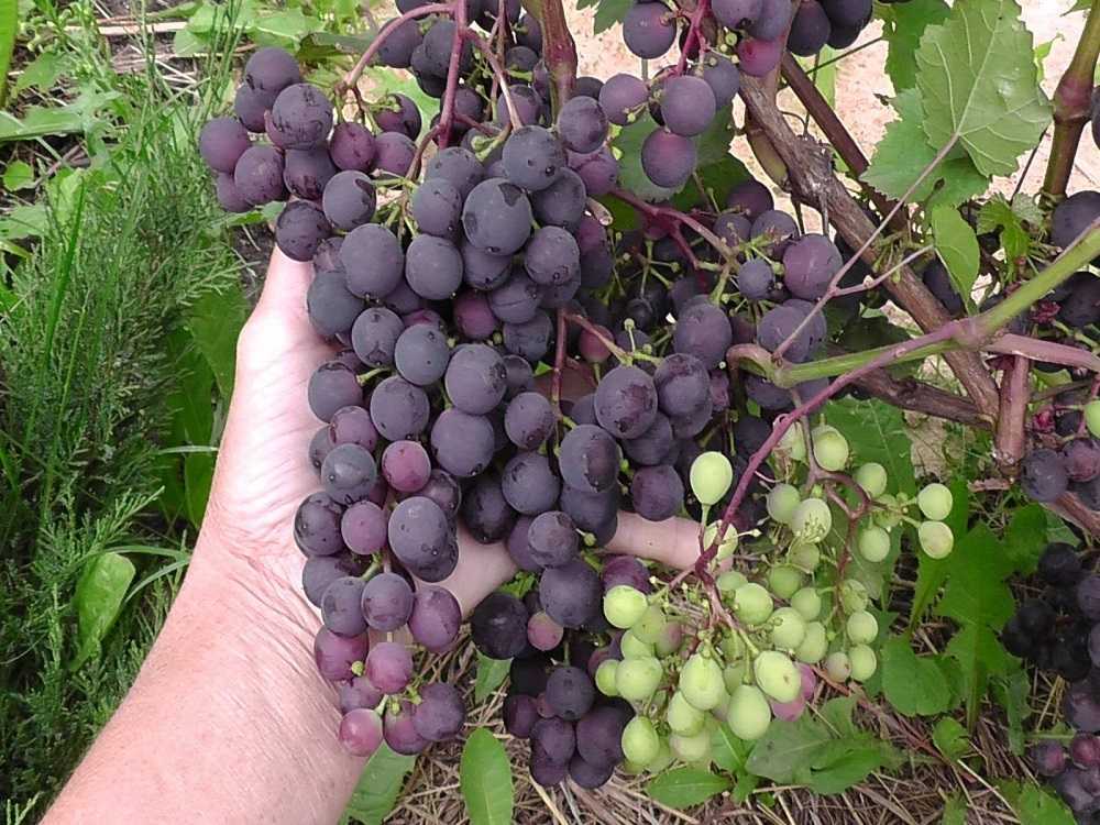 Виноград амурский — самый морозостойкий