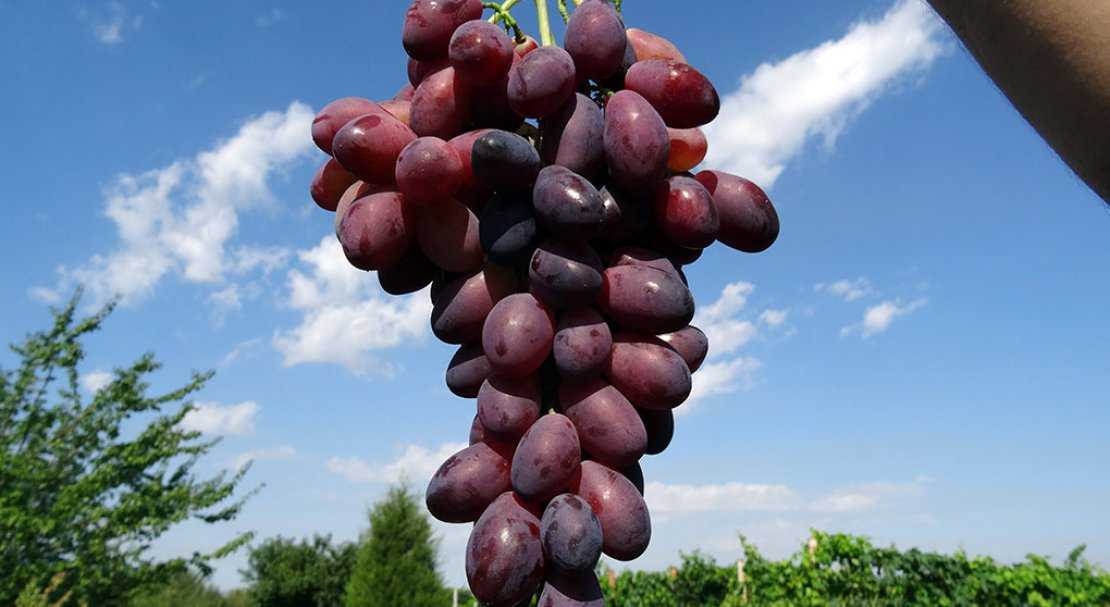 Виноград валек: особенности выращивания и ухода - ягоды | описание, советы, отзывы, фото и видео
