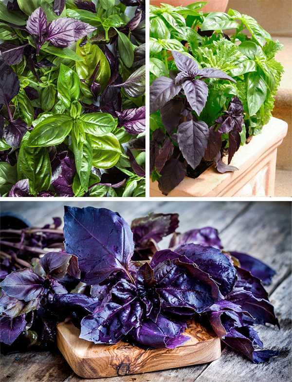 Базилик фиолетовый: польза, применение, сорта, выращивание
