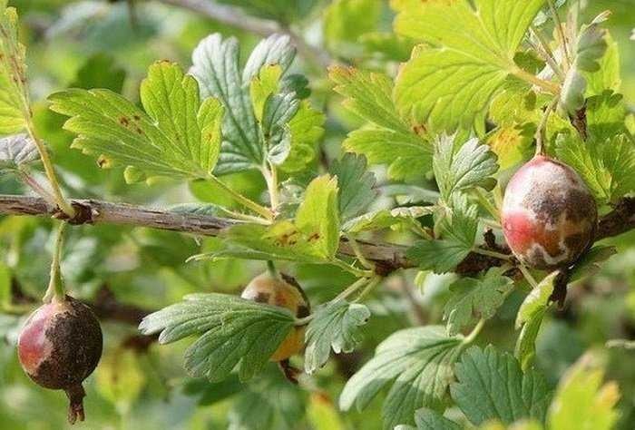 Крыжовник сорта грушенька: ожерелье из ягод на ветке