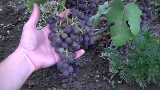 Виноград русский ранний: характеристика, описание сорта, правила выращивания, отзывы