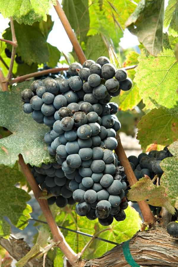 Виноград зилга: описание сорта и фото, отзывы садоводов