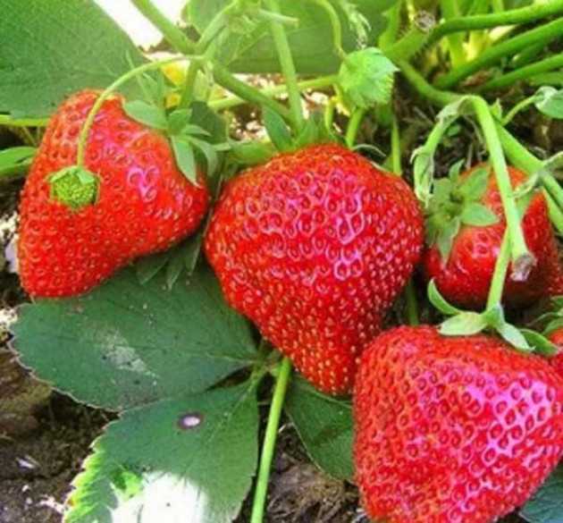Сорта клубники с особенно сладкими и ароматными ягодами - восторг и мечта садовода