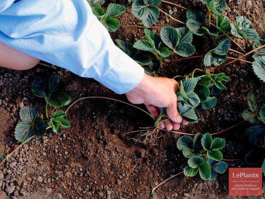 Уход за клубникой весной и осенью: выращивание клубники разными способами