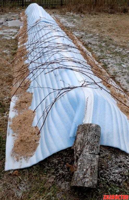 Как укрыть виноград на зиму в сибири: когда это нужно делать, чем лучше, нюансы