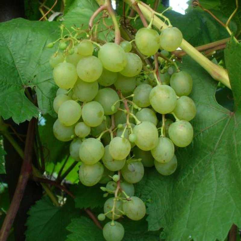 Лучшие сорта неукрывного винограда для подмосковья
