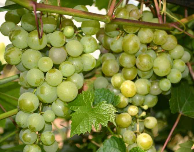 Виноград тукай: выращивание и уход, отзывы, фото, видео