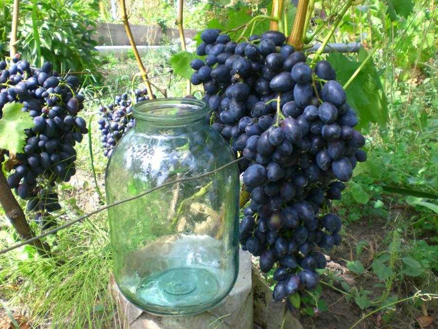 Подробное описание и фото винограда «надежда аксайская»