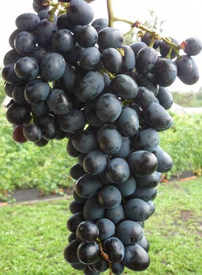 Виноград чарли: выращивание, сортовые особенности, описание и отзывы