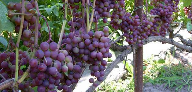 Описание сорта винограда ранний русский: фото и отзывы