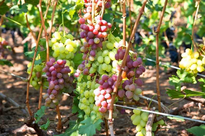Виноград ркацители: описание сорта, характеристики, фото, особенности выращивания и урожайность