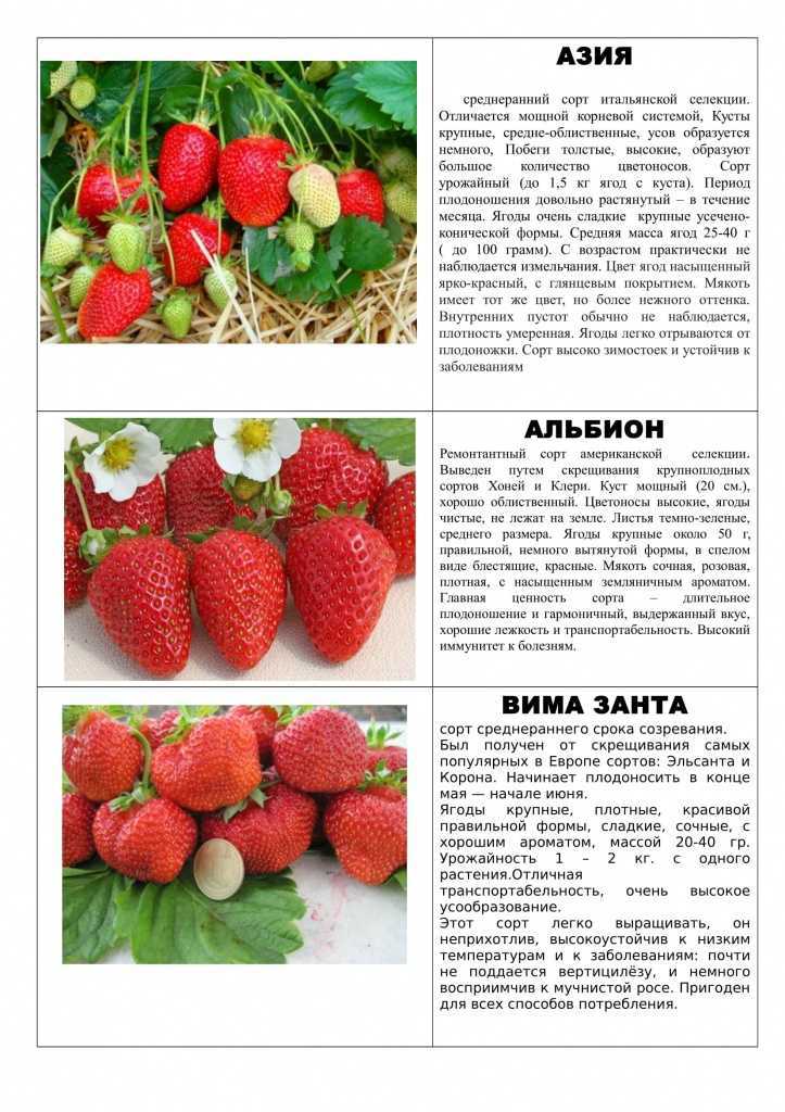 Лучшие сорта клубники, в том числе высокоурожайные, какие лучше выбрать для выращивания в беларуси, на урале и в других регионах