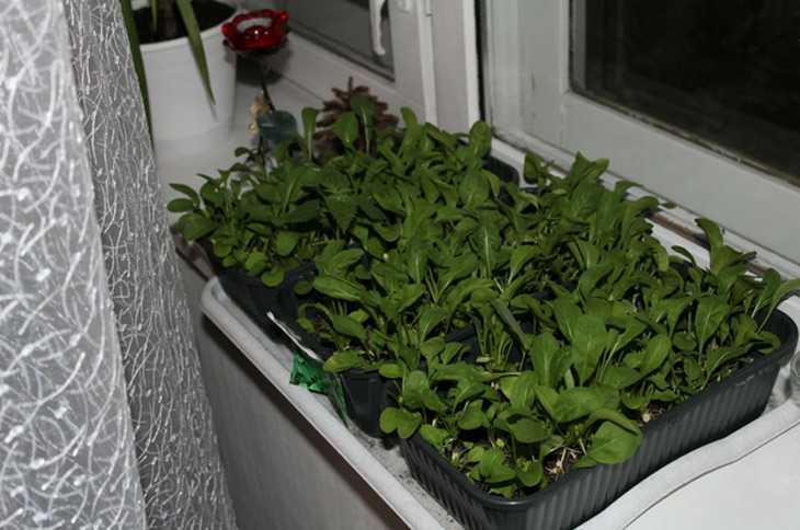 Свежая зелень на вашем столе: выращивание щавеля на балконе или подоконнике