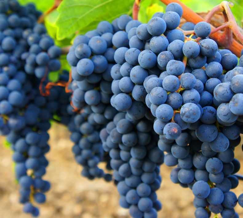 Вино каберне совиньон: описание, отзывы и история сорта винограда