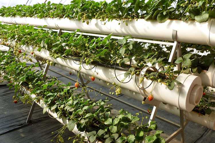 Бизнес-план по выращиванию клубники круглый год. технология выращивания клубники