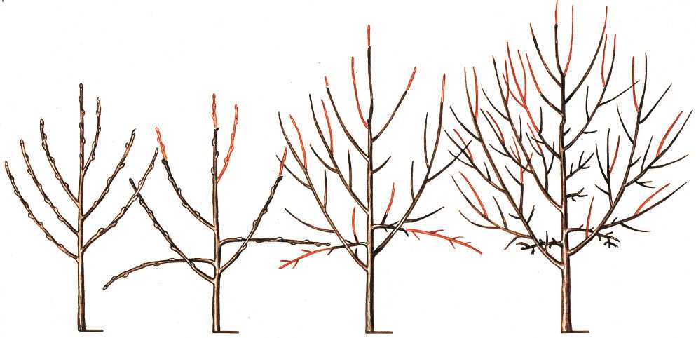 Обрезка вишни осенью для начинающих в картинках пошагово