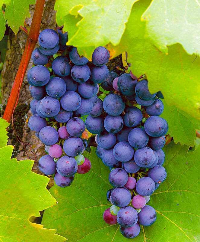 Виноград Русский ранний: описание сорта, фото, отзывы виноградарей. Рекомендации по выращиванию и уходу.