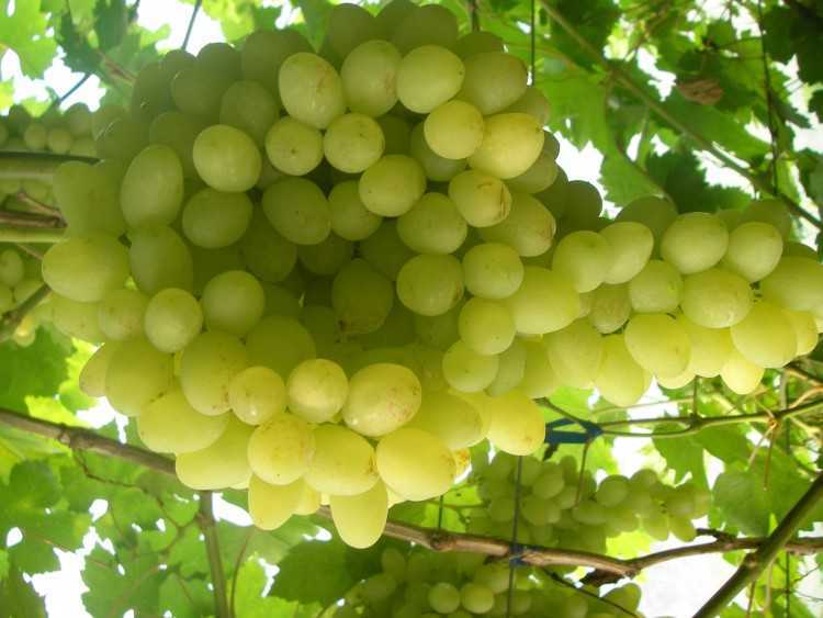 Виноград долгожданный: отзывы, характеристика, секреты посадки