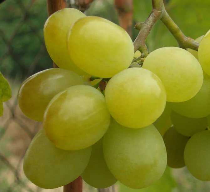 Сверхранние сорта винограда – описания и нюансы высадки + видео