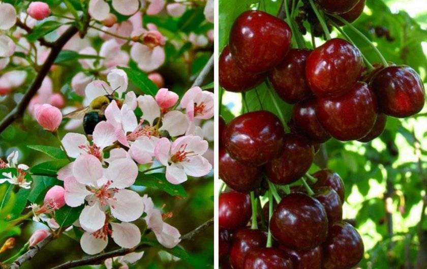 Все секреты войлочной вишни: выбор сорта, особенности посадки, ухода и размножения