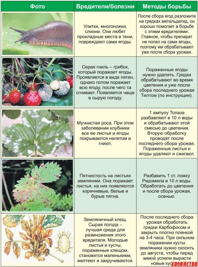 Клубника портола: описание и характеристики сорта садовой земляники, правила выращивания виктории и фото