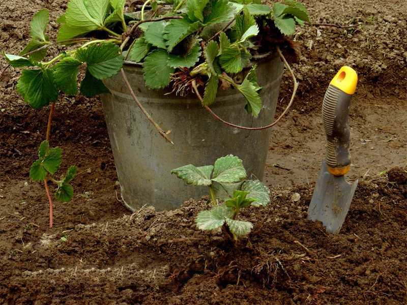 Когда сажать клубнику - весной или осенью, пошаговая инструкция, советы садоводов