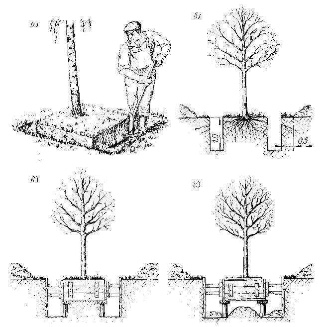 Посадка и уход за вишней: мероприятия перед высаживанием саженца, как правильно ухаживать за деревом