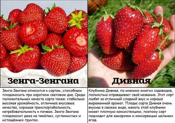 Клубника мальвина: описание сорта, фото, отзывы, посадка и уход