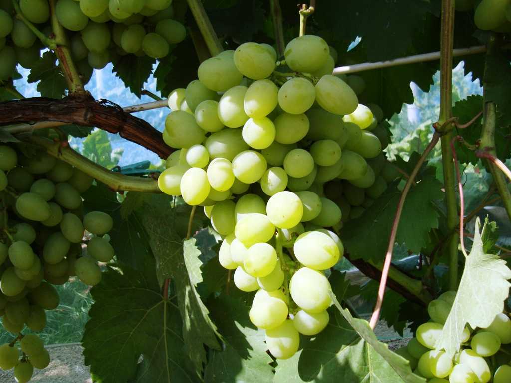 Сверхранние сорта винограда – обзор