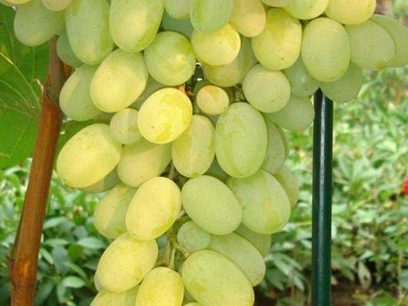 Сорт винограда дарья (дашуня, дашенька, даша)