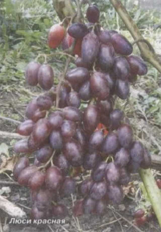 Лучшие зимостойкие сорта винограда с описанием и фото - журнал "совхозик"