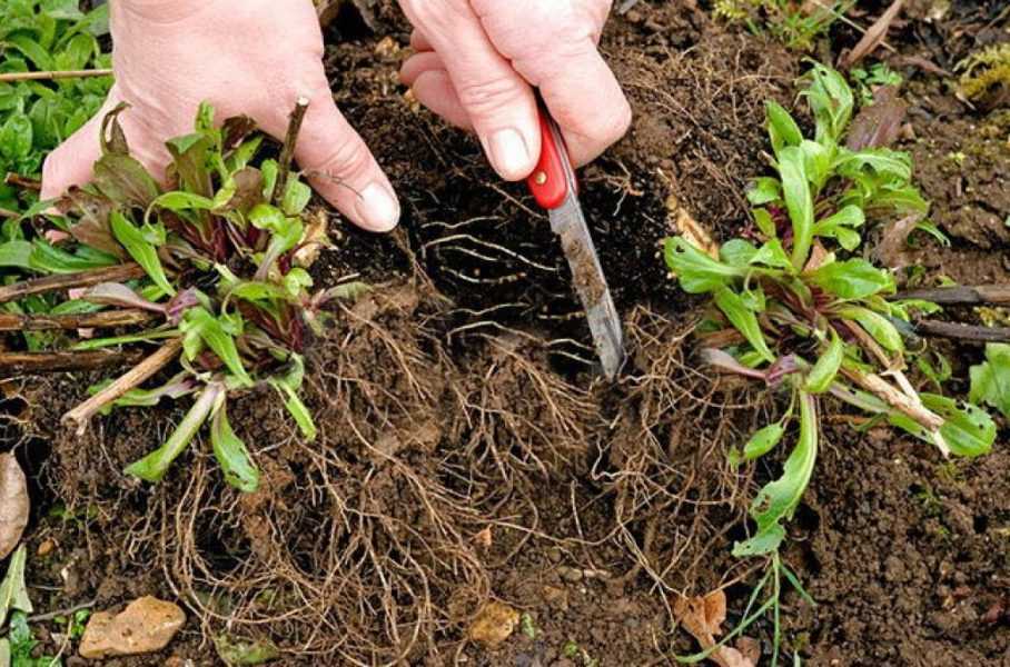 Ревень: условия и правила выращивания из семян