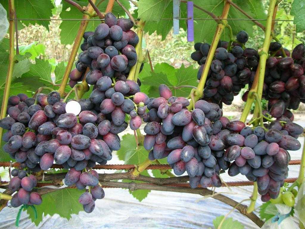 Подробное описание винограда сорта "красотка"