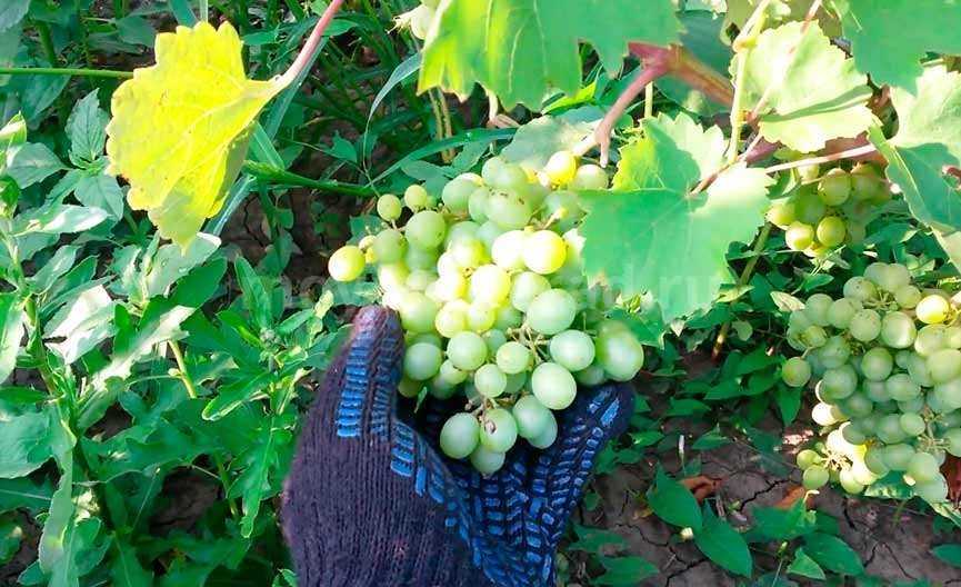 Виноград "гарольд": описание сорта, фото, характеристики, вредители selo.guru — интернет портал о сельском хозяйстве