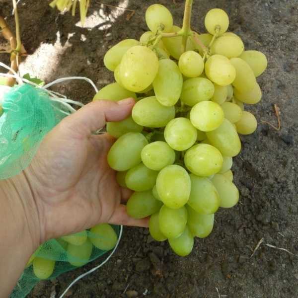 Виноград «ландыш» — описание сорта, фото и отзывы