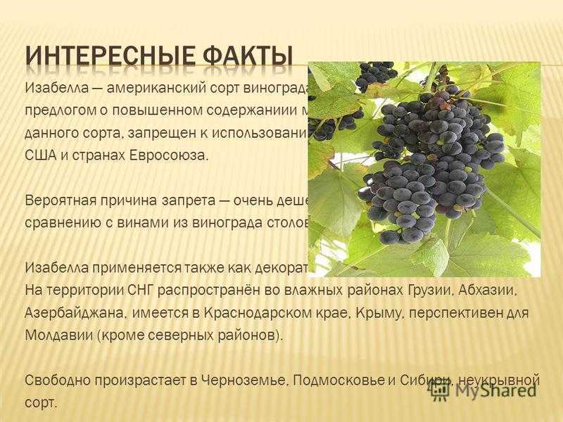 Сорт винограда викинг — описание сорта, особенности посадки и выращивания