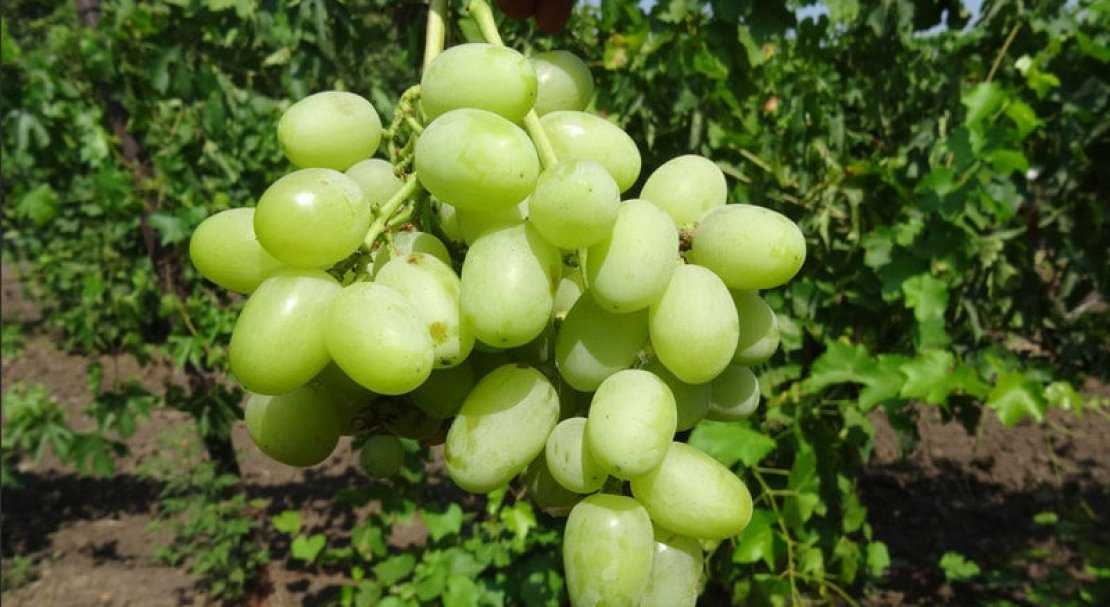 Описание и характеристика винограда ландыш
