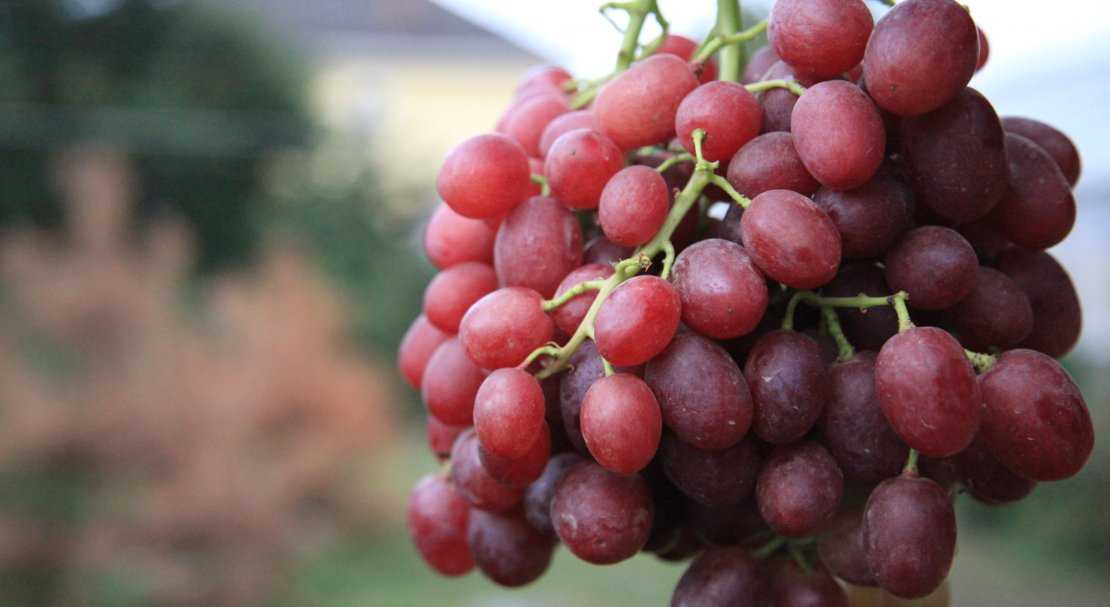 Виноград ливия: характеристики сорта, фото, секреты выращивания