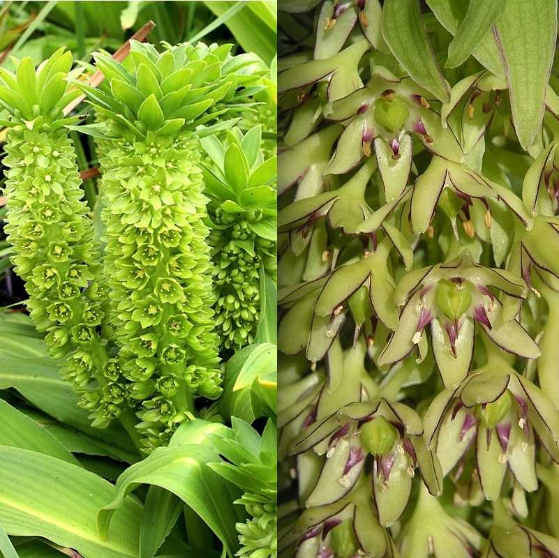 Мята ананасная — описание сорта, выращивание и отзывы