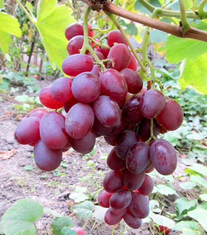 Виноград "ливия": описание сорта, фото, посадка и уход