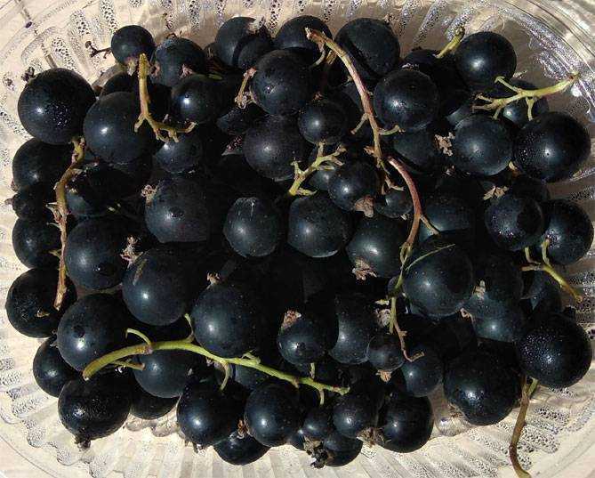 Черная смородина деликатес: описание сорта, уход и выращивание