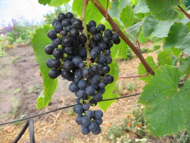 Описание сорта винограда памяти домбковской: преимущества, особенности