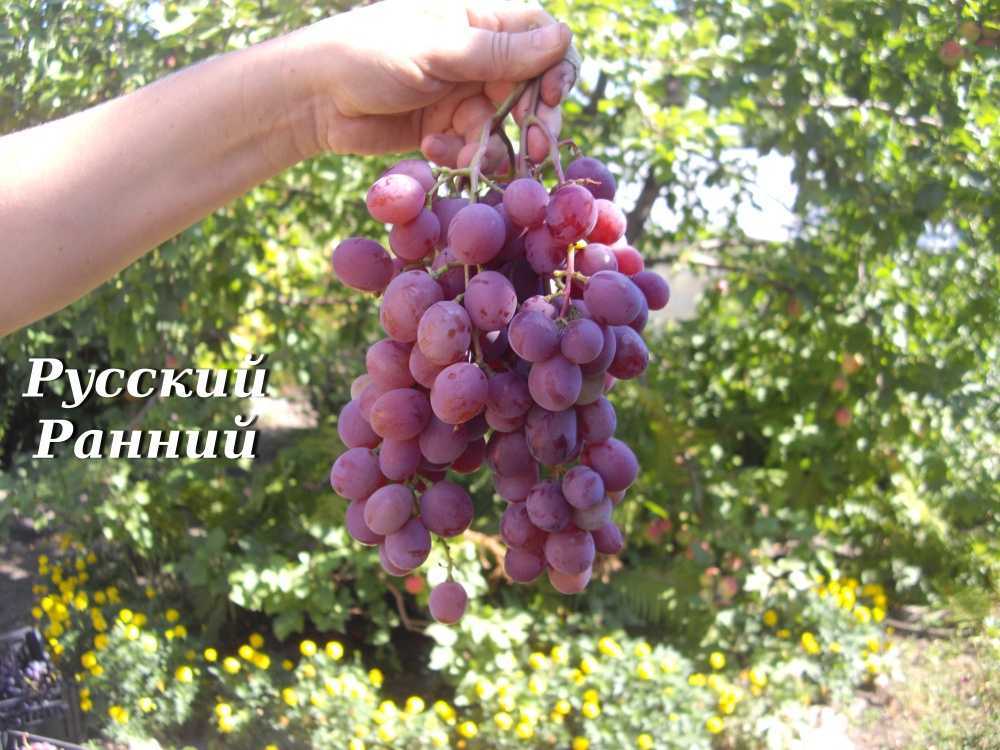 Виноград русский ранний: характеристика и описание сорта, посадка и уход