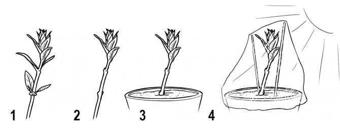 Выращиваем ароматные пряности: посадка кинзы в открытом грунте и в домашних условиях