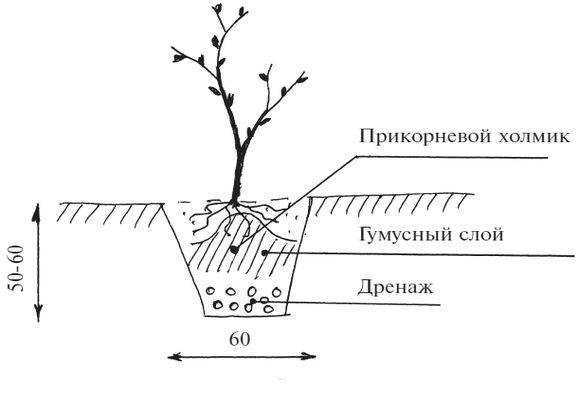 Инструкция по пересадке вишни летом на другое место для начинающих садоводов