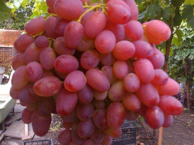 Виноград гелиос описание сорта, выращивание и отзывы с фото