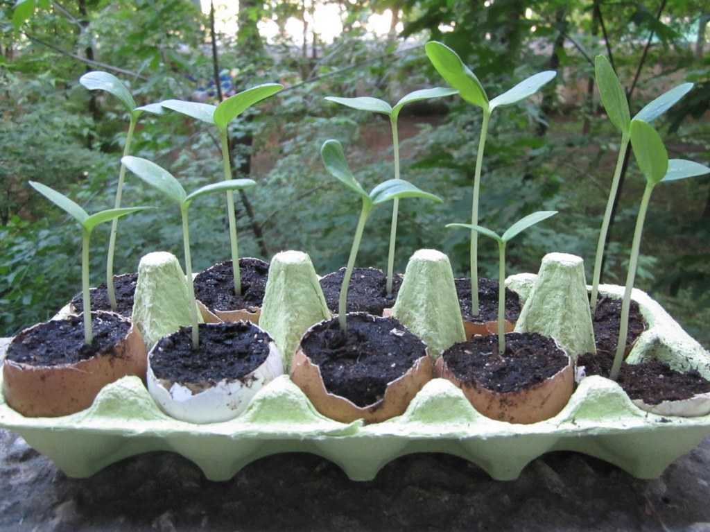 Выращивание аквилегии из семян (22 фото): как сажать их в домашних условиях? как вырастить в открытом грунте?